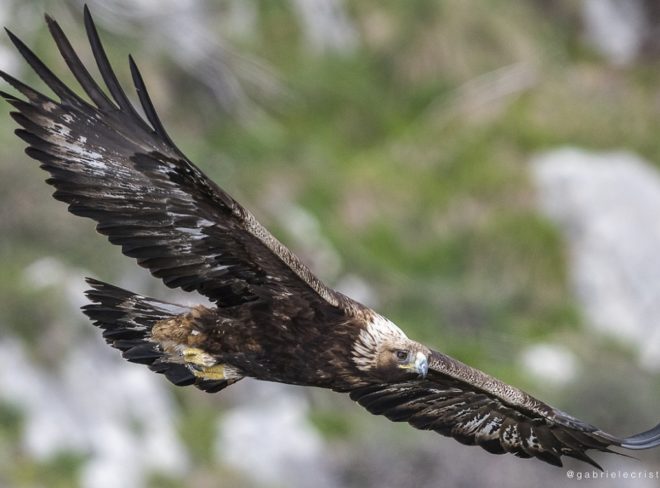 Aquila reale Foto G. Cristiani