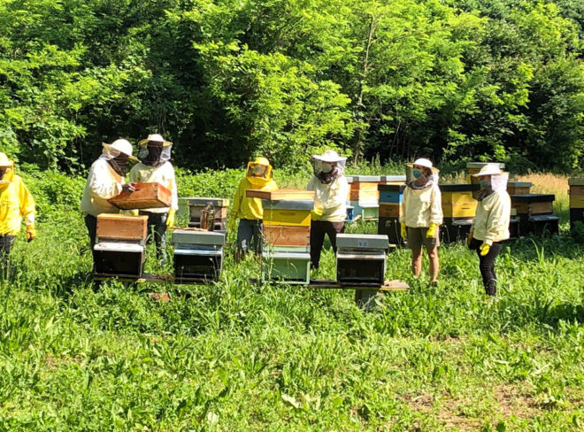 Bee My Job1