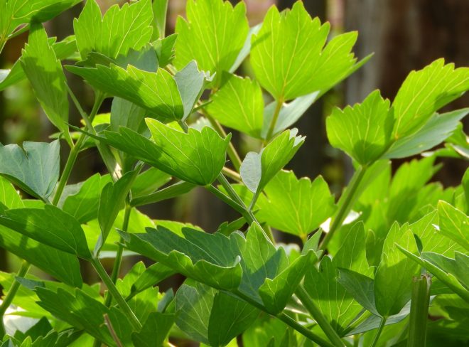 lovage 2370816 1920