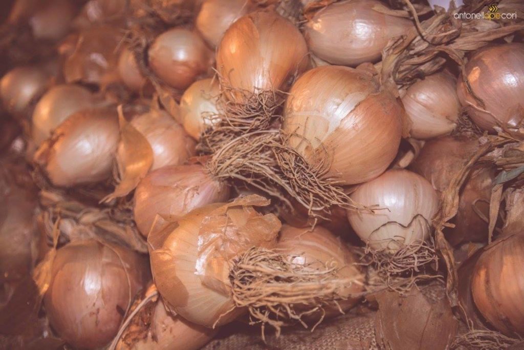 vatolla cipolla