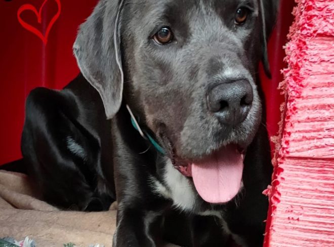 Cane Canile enea