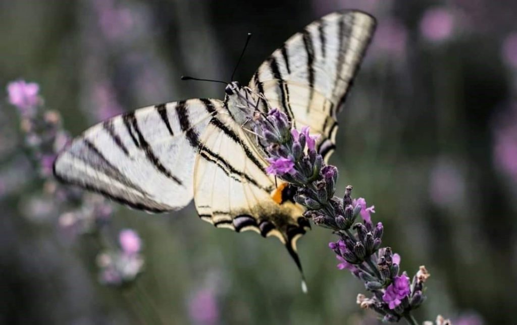 lavanda prati