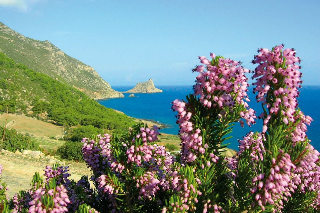 macchia mediterranea 3
