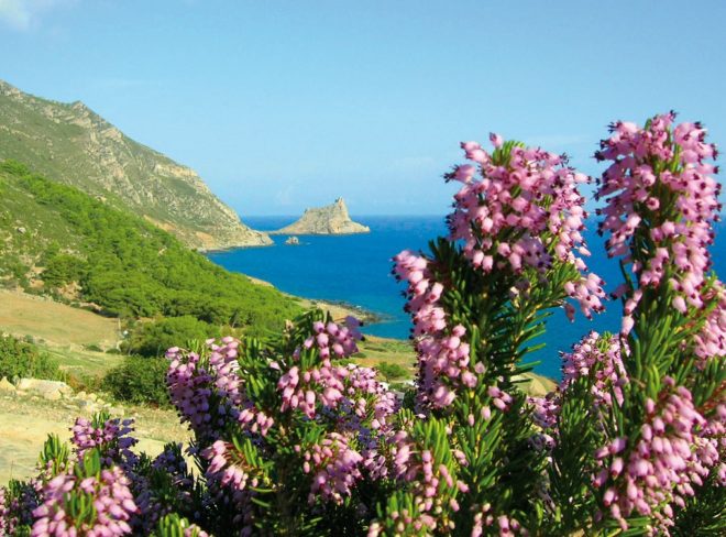 macchia mediterranea 3