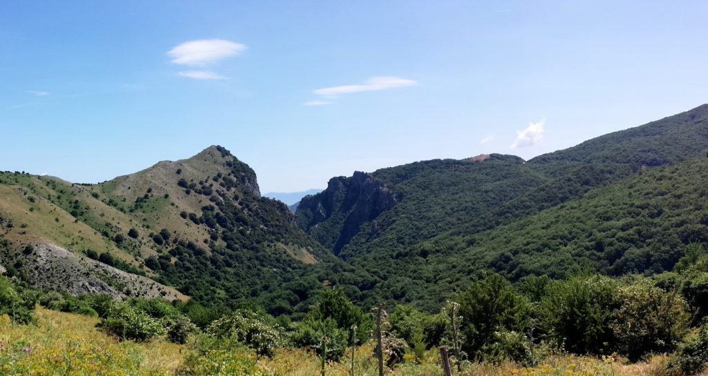 manna da frassino 3