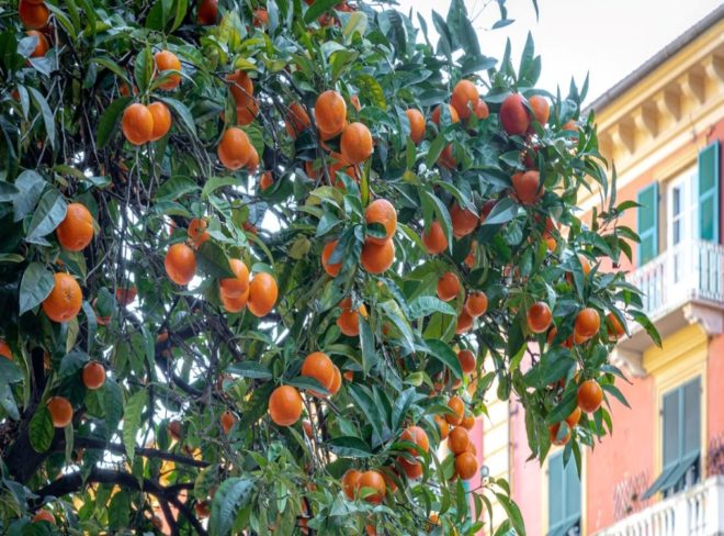 alberi arance spezia