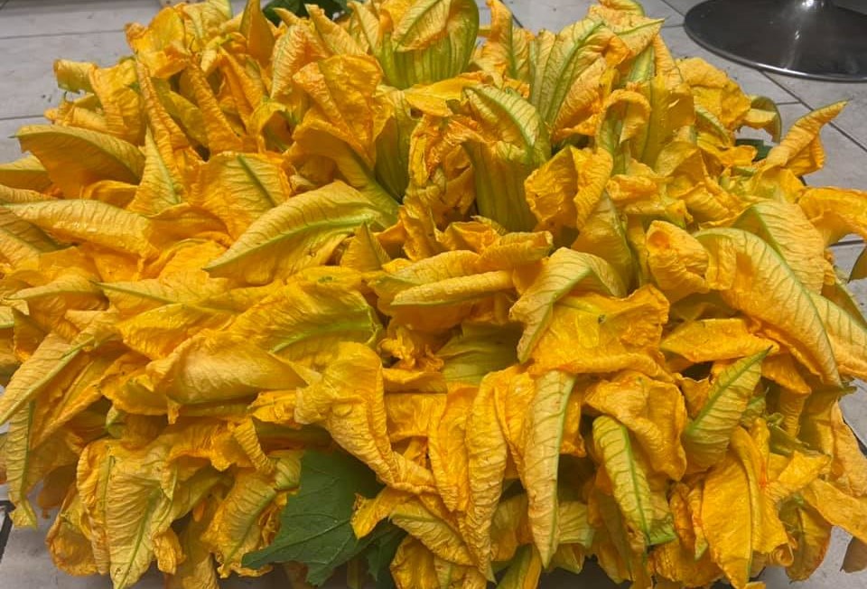 Fiori zucchina