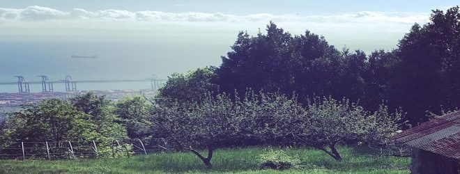 Gennaro Honey farm