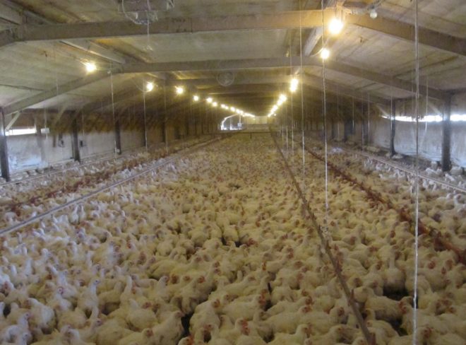 allevamento intensivo galline