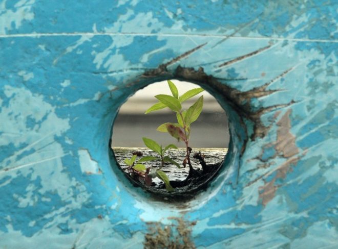pianta resilienza