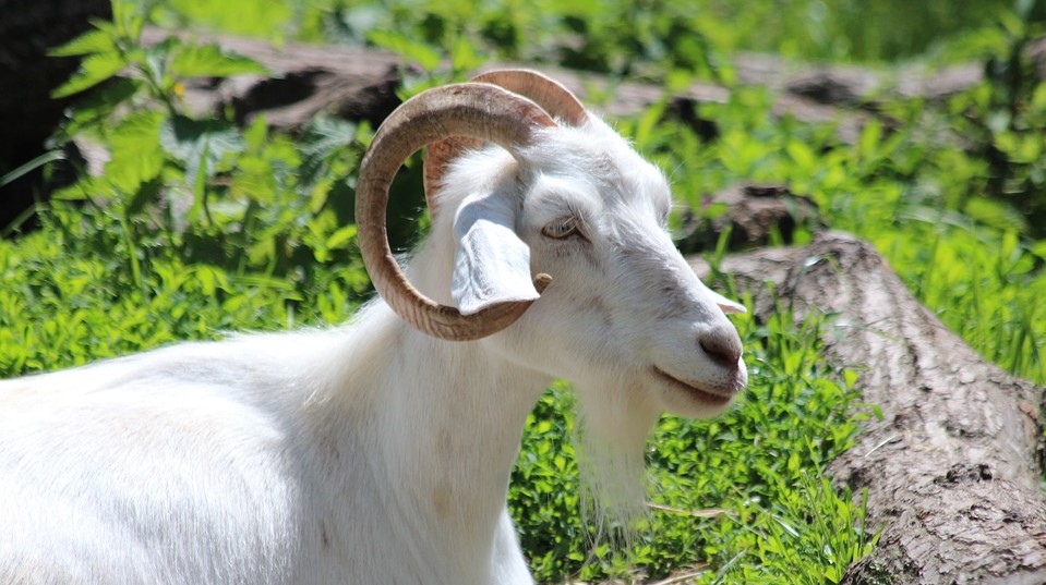 capra
