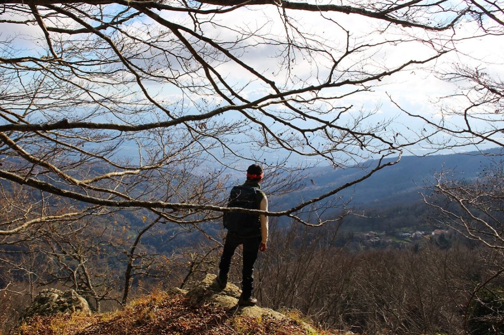 discovering reventino ant