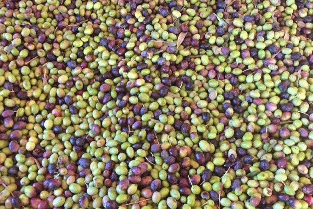 olive liguri