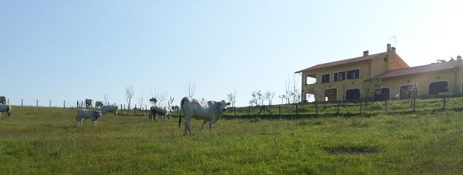 porcineta