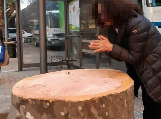 strage di alberi 1