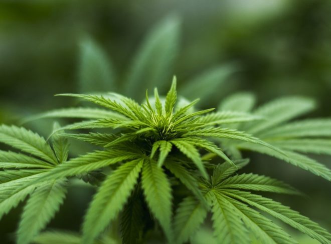 canapa sativa 1