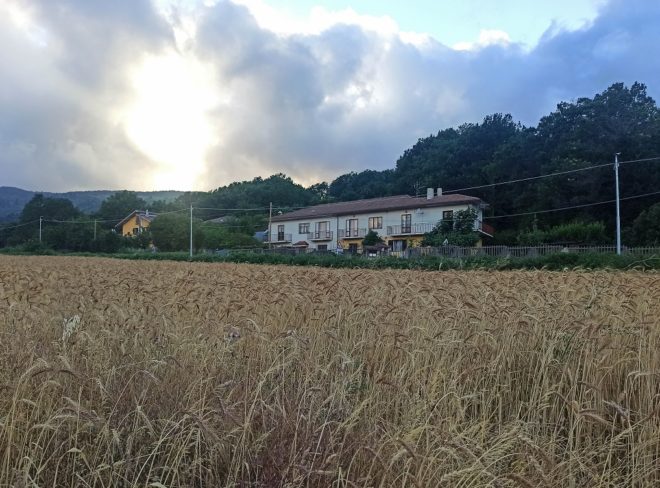 le terre di perre campo di grano