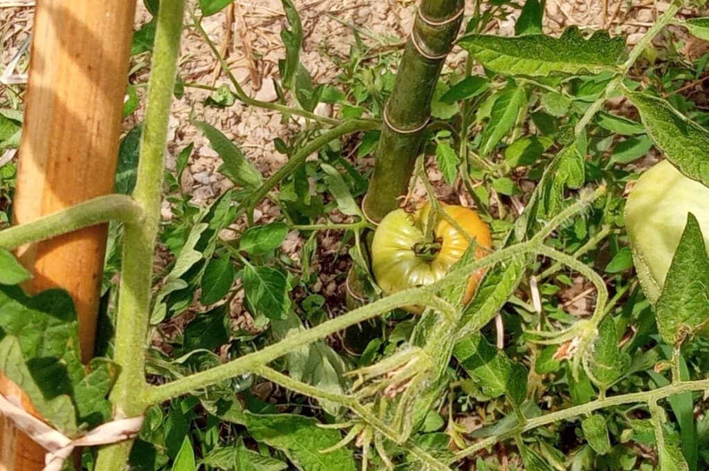 pomodori orto collettivo solidale