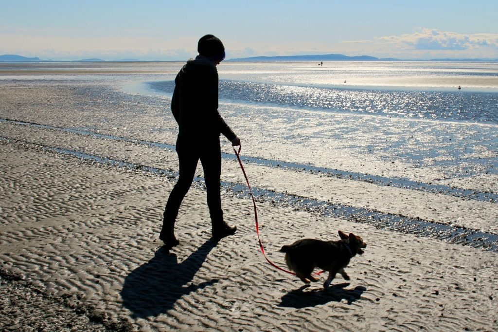 viaggiare col cane 2