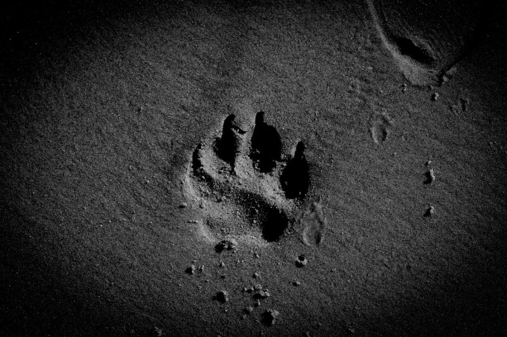 viaggiare col cane 3