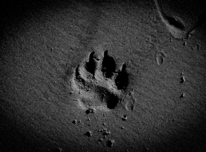 viaggiare col cane 3