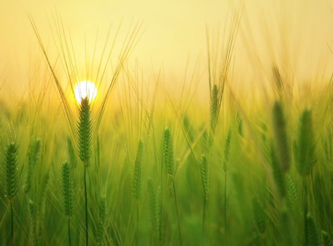 agroecologia sicilia