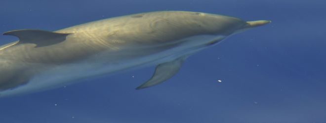 Delfini del Ponente aps tursiope