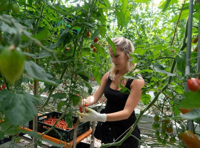 agricoltura idroponica 1