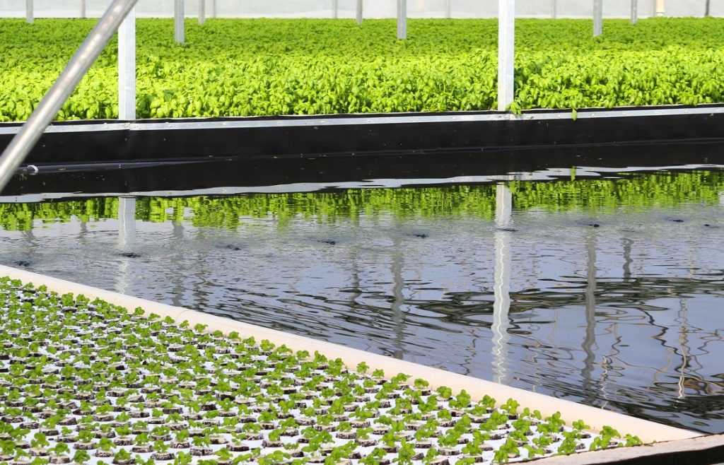 agricoltura idroponica 2