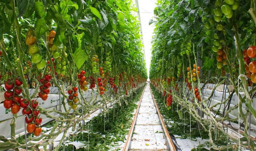 agricoltura idroponica 3