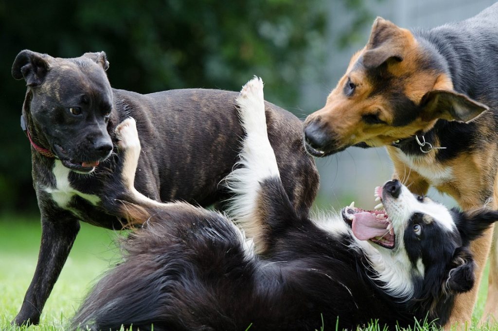 asili per cani
