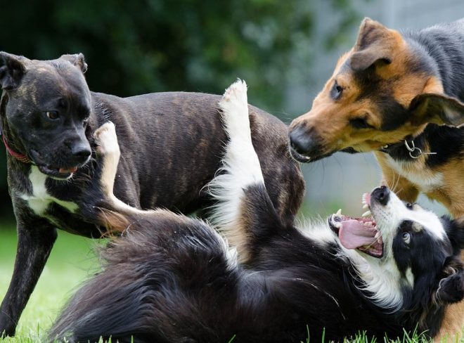 asili per cani