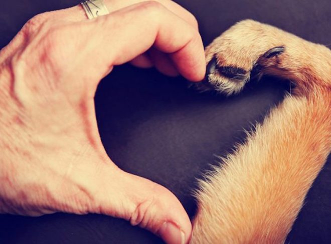 Il cane è davvero il miglior amico delluomo
