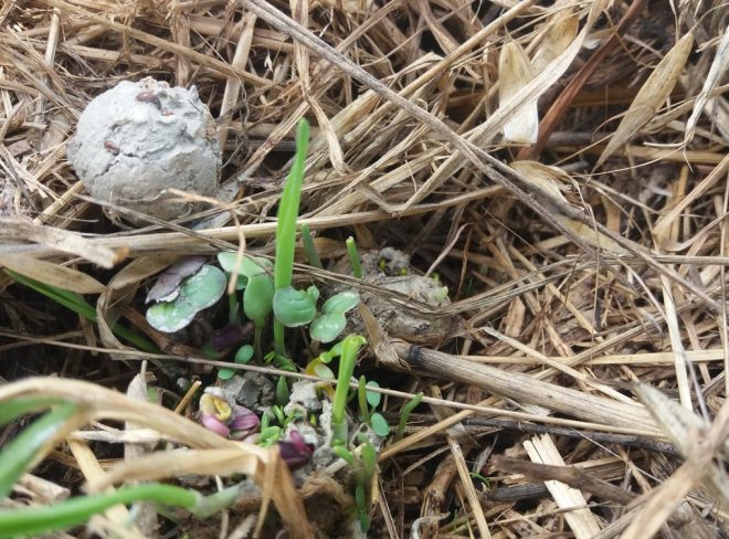 Seedball con germoglio