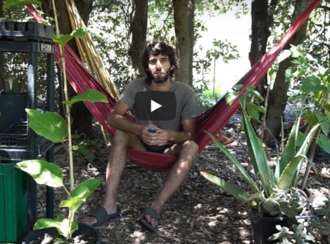 pachamama ant