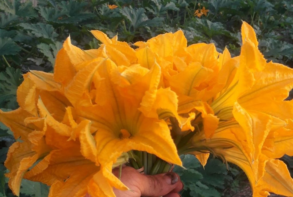 fiori zucchina