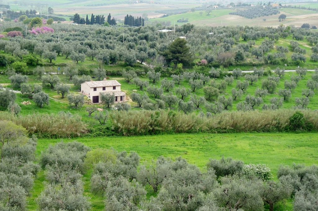 matrie maremma