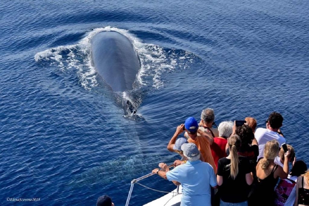 whale watching