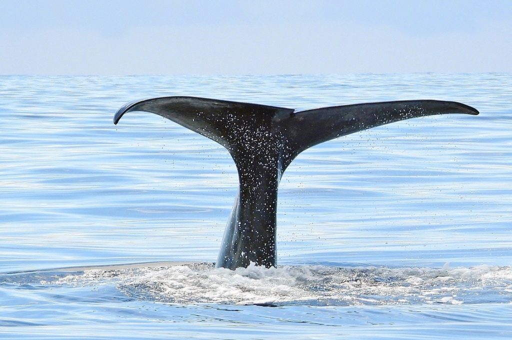 whale watching 2