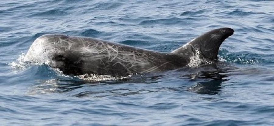 whale watching 4
