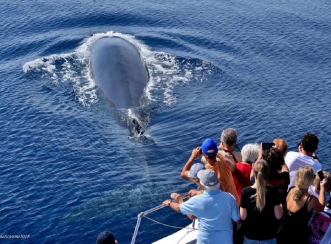 whale watching