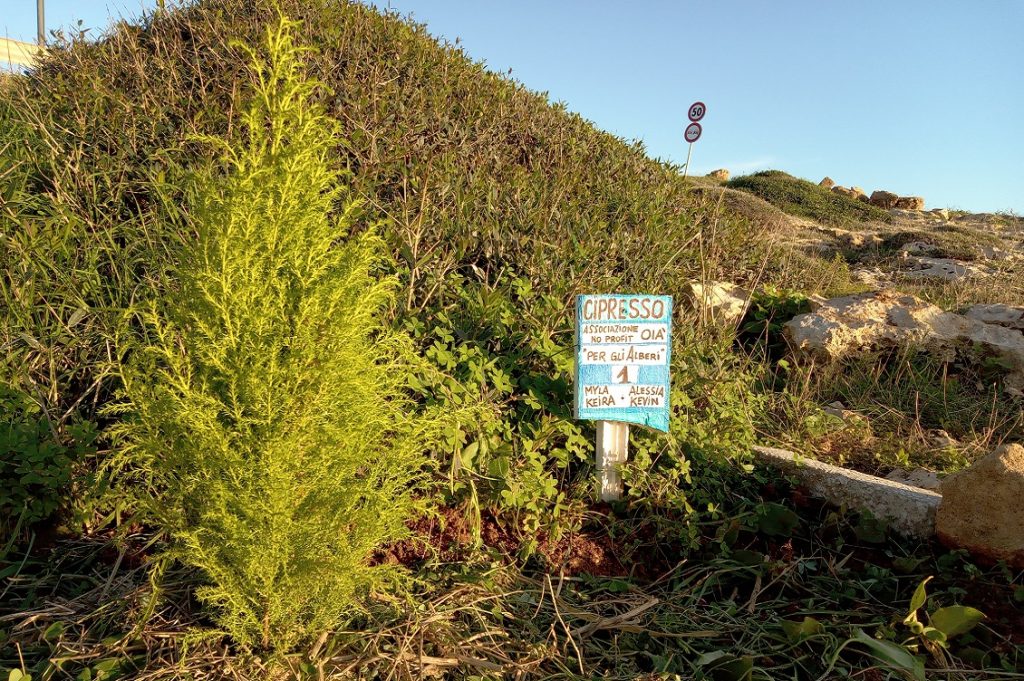 alberi 2 2