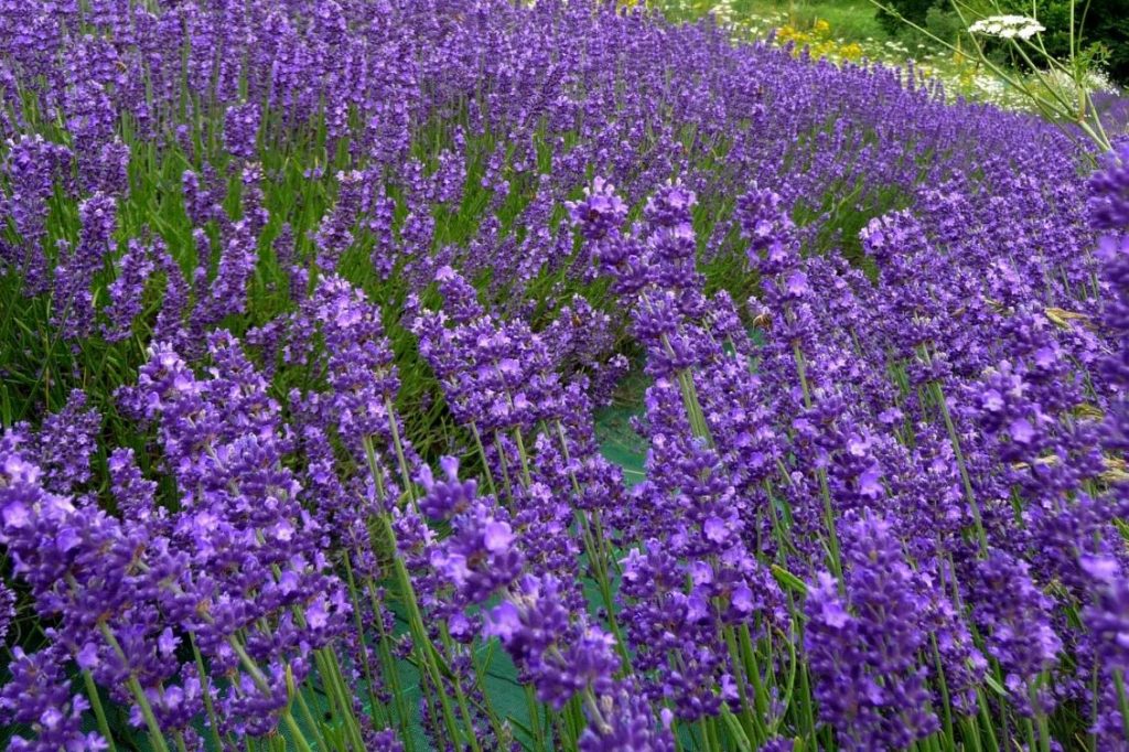 lavanda boscomare