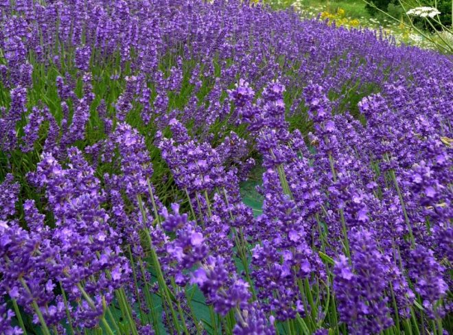 lavanda boscomare