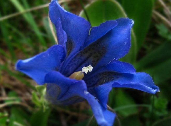 life seedforce 1