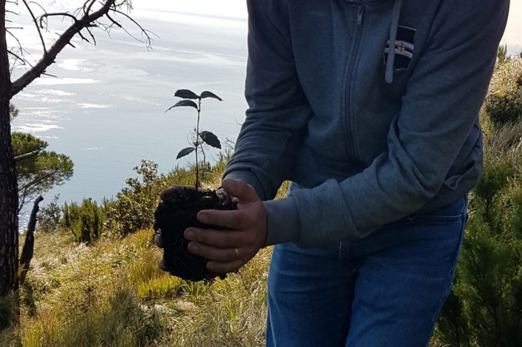 thousand trees monte moro