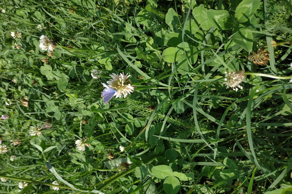 Impollinatori