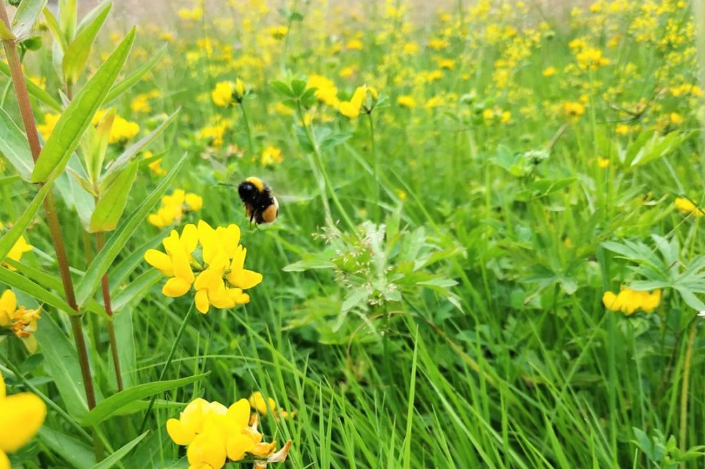 Impollinatori2
