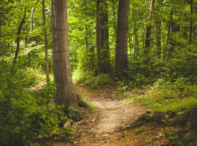 forest 1868028 1920
