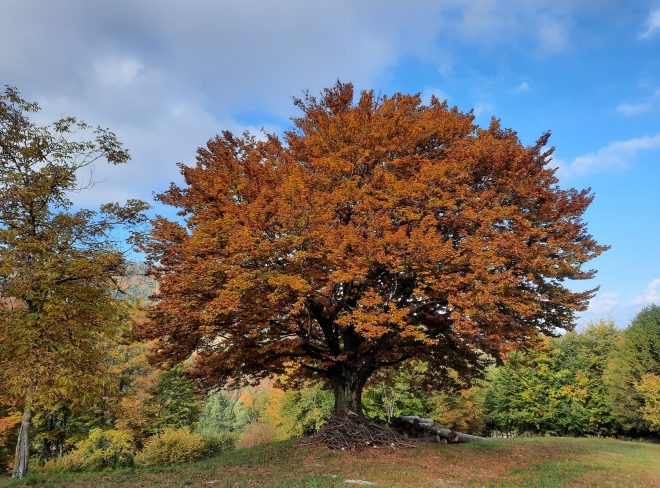 albero rosso